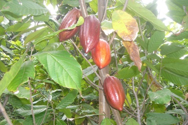 pianta del cacao in maturazione