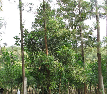 cinnamon tree - albero della cannella