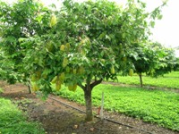 carambola tree