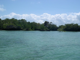 isola di mangrovie, zanzibar